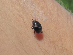 Margarinotus brunneus