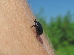 Margarinotus brunneus