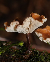 Lentinellus tasmanicus