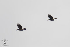 Anorrhinus galeritus