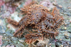 Hapalogaster mertensii