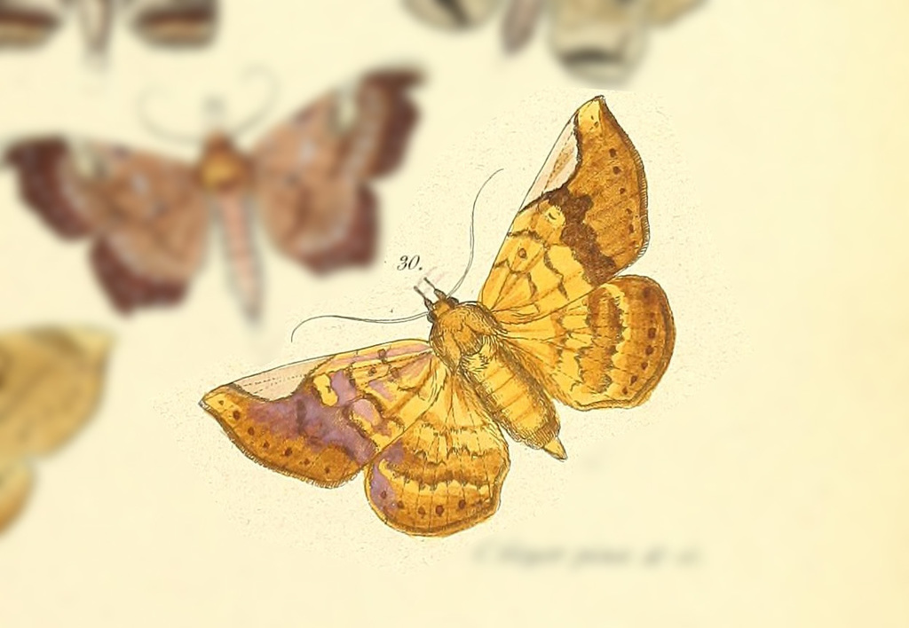 Mazacyla lilacina