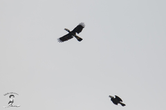 Anorrhinus galeritus