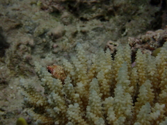 Acroporidae