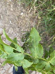 Daucus decipiens image