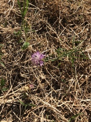 Centaurea aspera