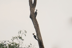 Mulleripicus pulverulentus
