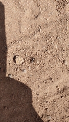 Oxyopes tridens