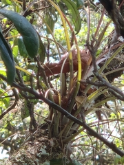 Tillandsia simulata