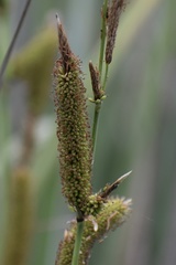 Carex spissa