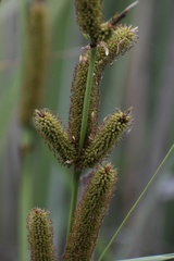 Carex spissa