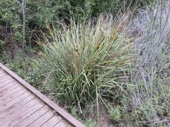 Carex spissa