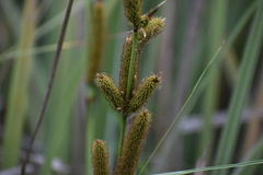 Carex spissa