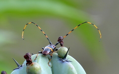 Trachyderes elegans