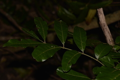 Dysoxylum fraserianum
