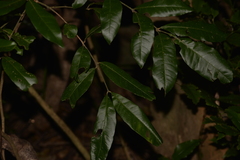 Dysoxylum fraserianum