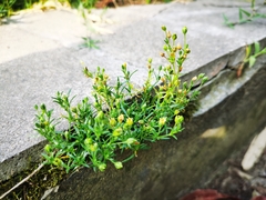 Sagina japonica