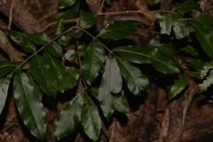 Dysoxylum fraserianum