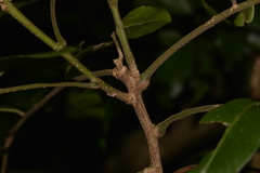 Dysoxylum fraserianum