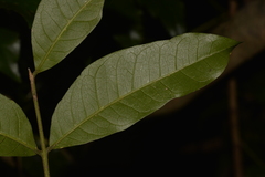Dysoxylum fraserianum