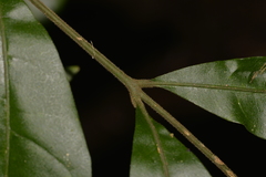 Dysoxylum fraserianum