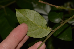 Dysoxylum fraserianum