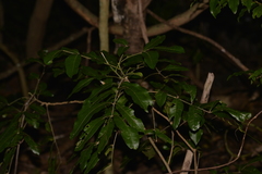 Dysoxylum fraserianum