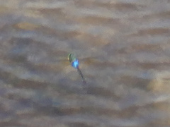 Anax guttatus