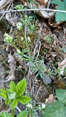 Galium pumilum