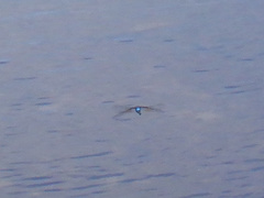 Anax guttatus