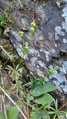 Galium pumilum