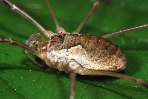 Saddleback Harvestman