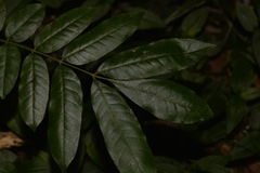 Dysoxylum rufum