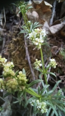 Galium pumilum