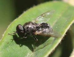 Adoxomyia