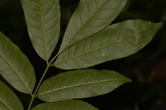 Dysoxylum rufum