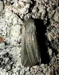 Mythimna riparia