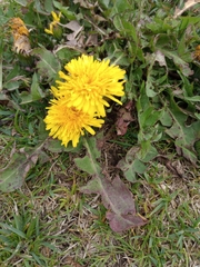 Taraxacum officinale