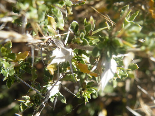 Image of Barleria rigida by (c) Antoinette Eyssell Knox, some rights reserved (CC BY-SA)