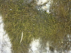 Anomodon longifolius