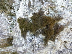 Anomodon longifolius