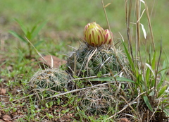Coryphantha cornifera