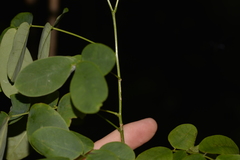 Senna acclinis