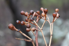 Eucalyptus tholiformis