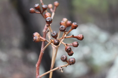 Eucalyptus tholiformis