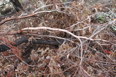 Eucalyptus tholiformis