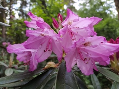 Rhododendron smirnowii