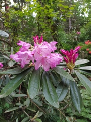 Rhododendron smirnowii