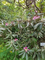 Rhododendron smirnowii