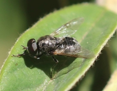 Adoxomyia